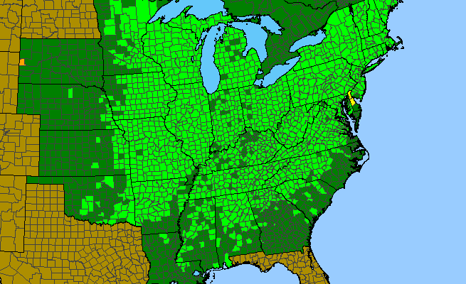 The range of Adiantum pedatum